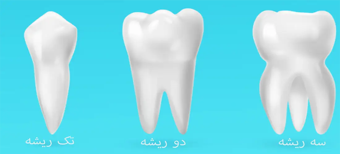 انواع ریشه