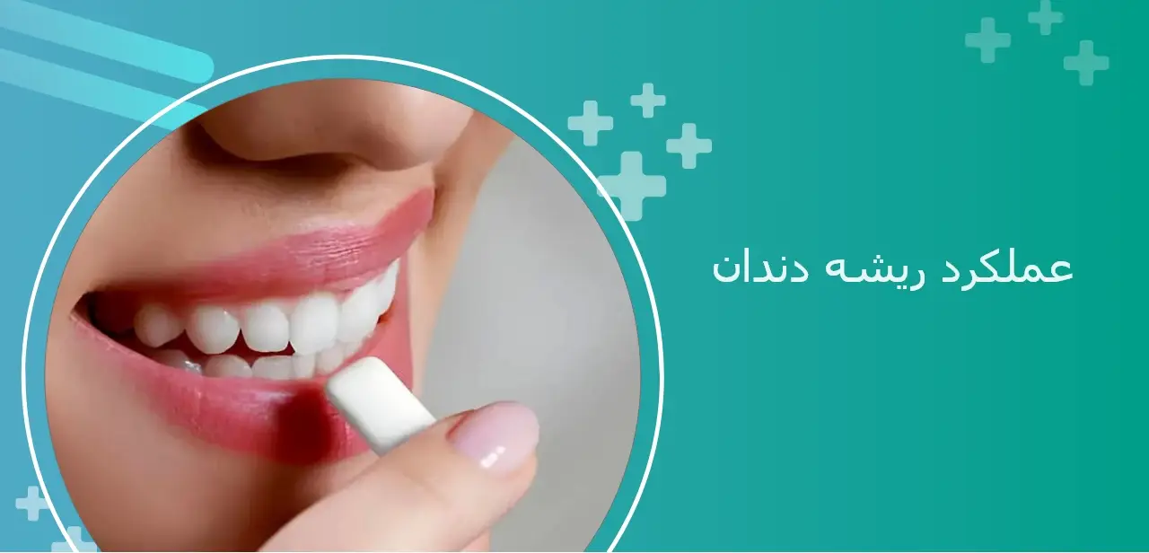 عملکرد ریشه دندان